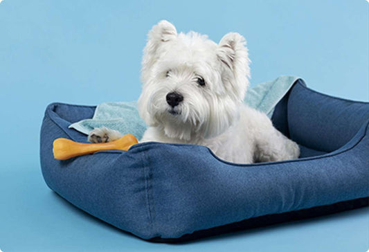 How Can We Help Our Pets Adjust After Moving To A New Home? - Petopia